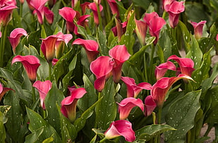 photo of tulips flower lot HD wallpaper